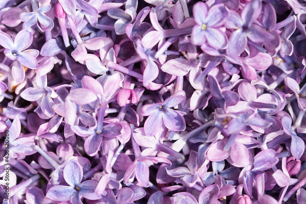 Purple pink pastel syringa lilac flowers in bloom full frame macro background Purple pink pastel syringa lilac flowers in bloom full frame macro background