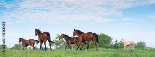 five young horses run in fresh green grass of meadow near utrecht in holland