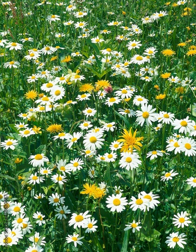 flower meadow, daisies, plants, meadow, nature, vegetation, flowers, white, yellow, meadow flowers, daisy meadow, season, summer, 