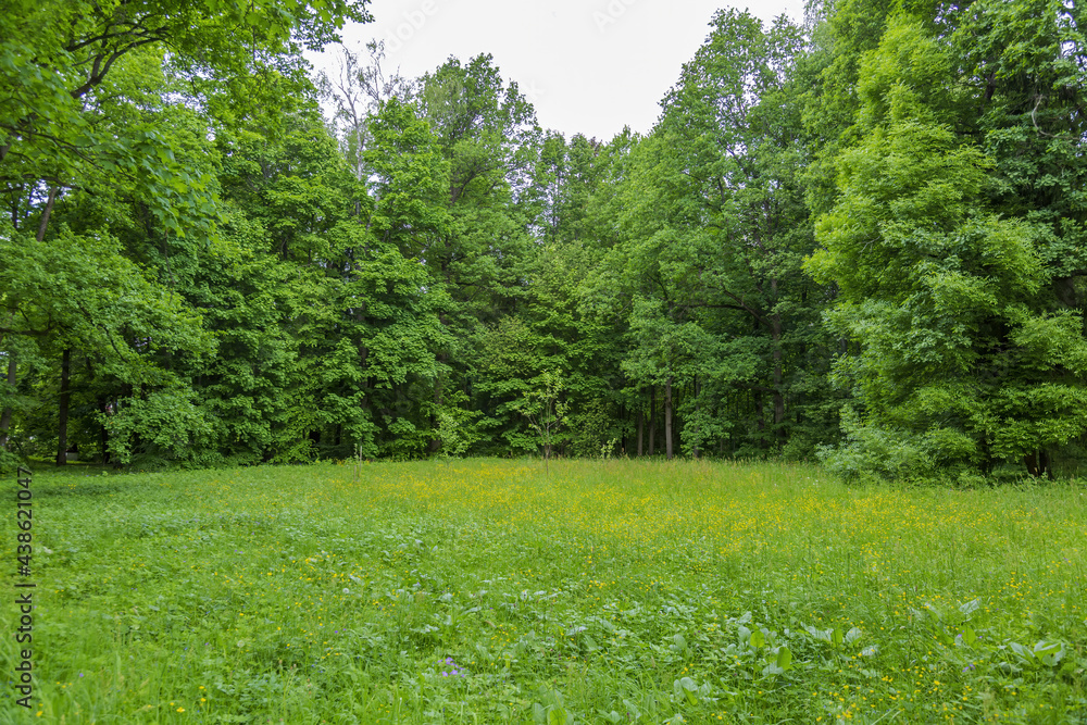 Perennial deciduous tree among summer greenery in a public city park Perennial deciduous tree among summer greenery in a public city park