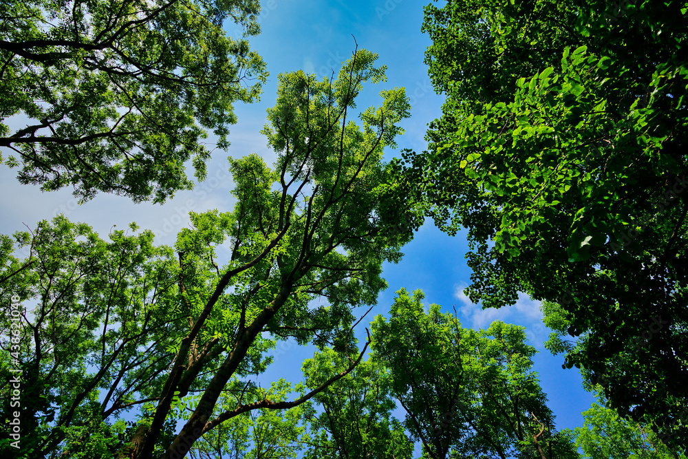 grün Wald grün Wald