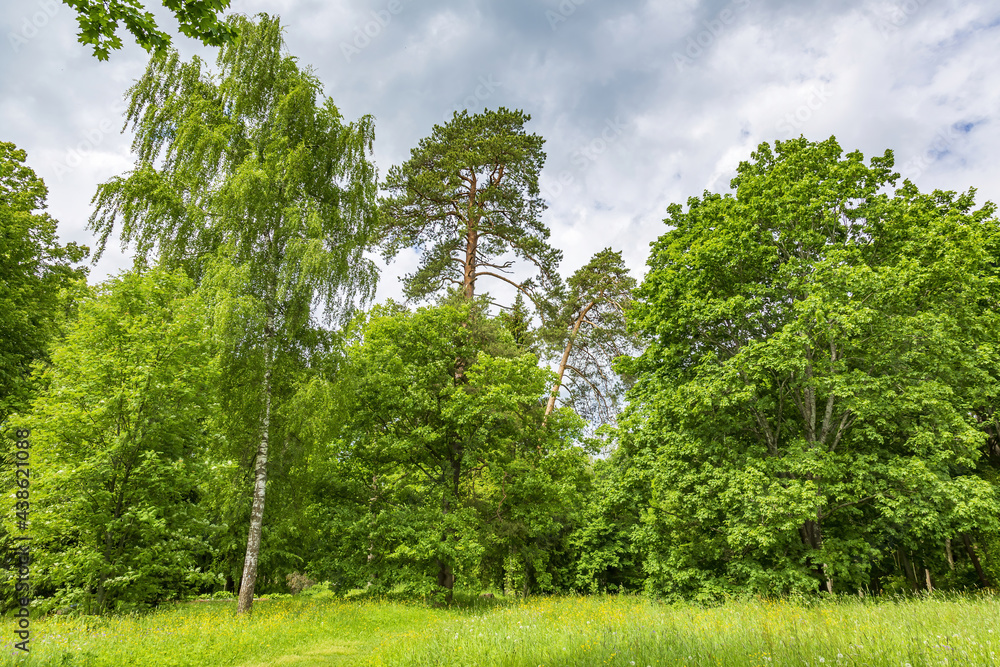 Perennial deciduous tree among summer greenery in a public city park Perennial deciduous tree among summer greenery in a public city park