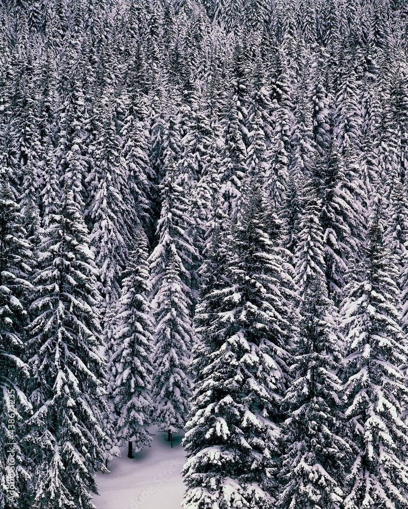 winter landscape, spruce forest, forest, spruces, season, snow, snowy, trees, conifers, landscape, nature, winter landscape, spruce forest, forest, spruces, season, snow, snowy, trees, conifers, landscape, nature,