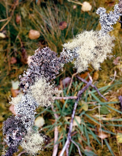 branch, lichen, plants, vegetation, nature, overgrown, lichenes, different, beard lichen, thread lichen, tree lichen,  photo