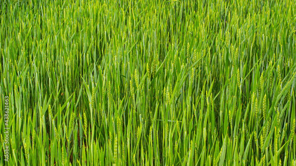 Obraz premium Fields of our native land.