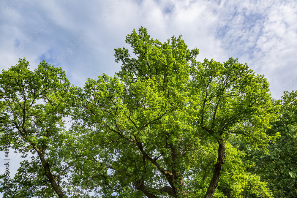 Perennial deciduous tree among summer greenery in a public city park Perennial deciduous tree among summer greenery in a public city park