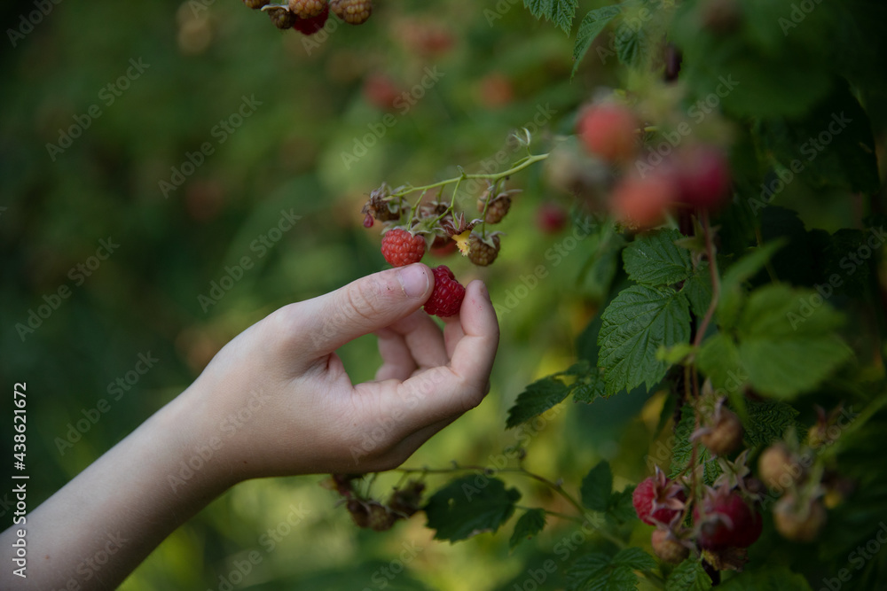 Picking Raspberries Picking Raspberries