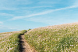 path through a field of flowers on a sunny, cloudless day. spring or summer landscape without people.