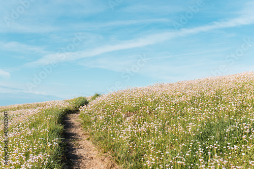 Obraz na plátně path through a field of flowers on a sunny, cloudless day