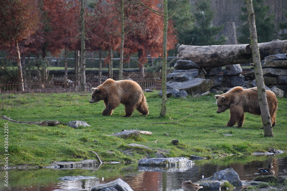 Ours brun en balade