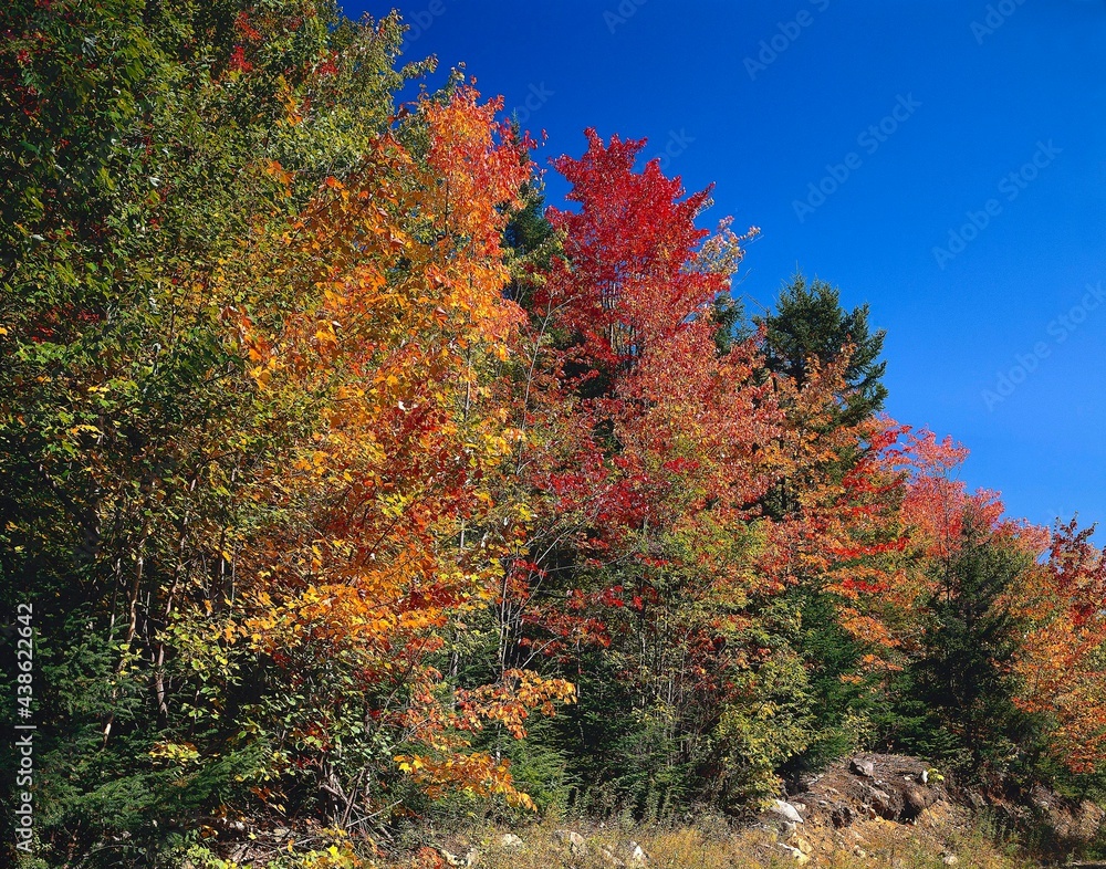 forest, autumn, united states of america, usa, nature, season, autumnal, vegetation, fall forest, mixed forest, deciduous trees, autumn colouring, maple trees, indian summer, detail, wooded, forest, autumn, united states of america, usa, nature, season, autumnal, vegetation, fall forest, mixed forest, deciduous trees, autumn colouring, maple trees, indian summer, detail, wooded,