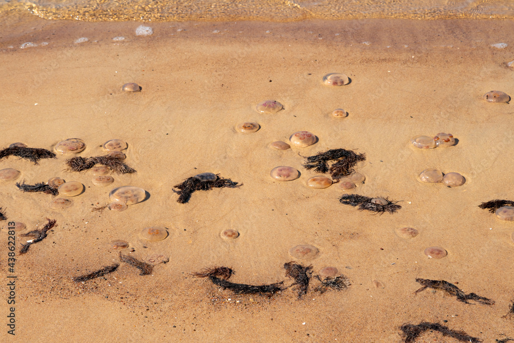 Obraz premium Dead jellyfish washed up on the beach. Dead medusa in the shallow water next to the shore. Nobody