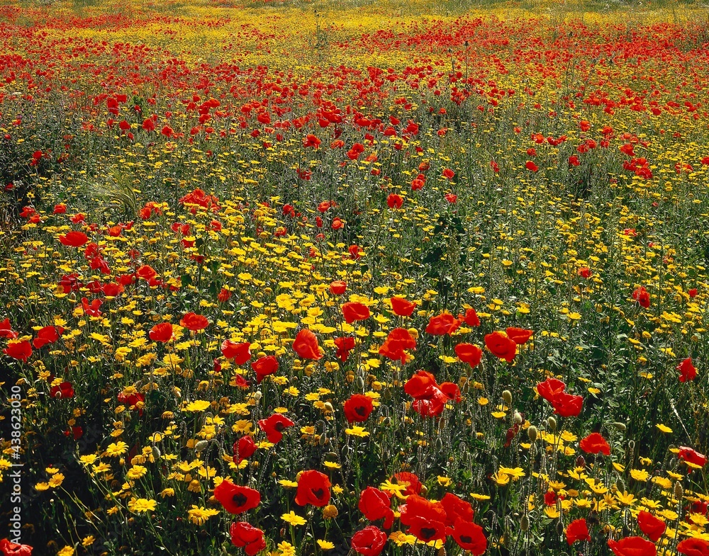 meadow, flowers, plants, corn poppy, papaver rhoeas, botany, flora, nature, summer, summer meadow, flowering, red, yellow, 