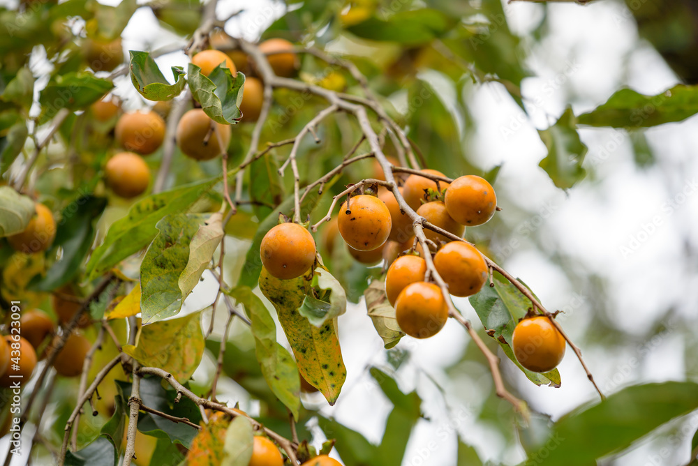 Ripe persimmon fruit, on the branch