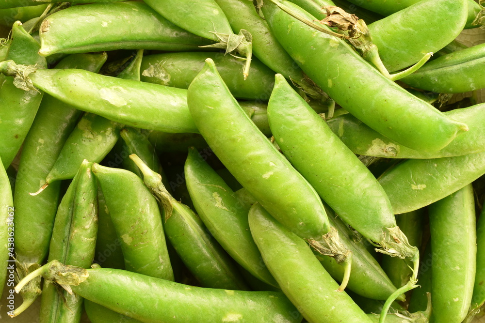 Several ripe organic, green pea pods, close-up, top view. Several ripe organic, green pea pods, close-up, top view.