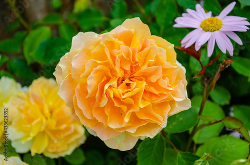 'Molineux' a yellow shrub rose with an orange tinge bread by David Austin Roses.