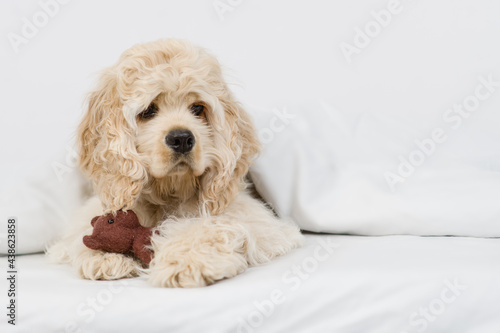 Принти на полотні American Cocker spaniel puppy lying  under white warm blanket on a bed at home and hugs favorite toy bear
