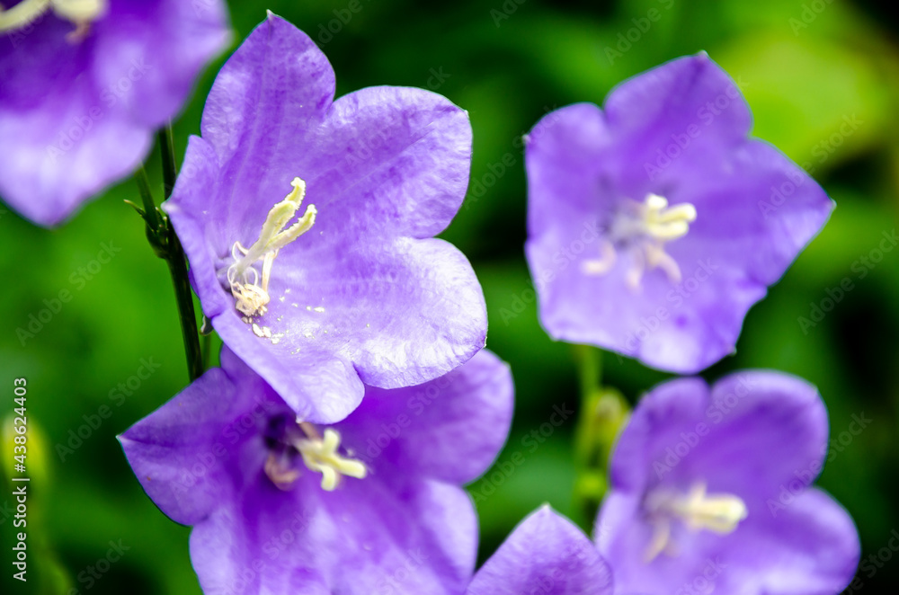 Close up view of purple Campanula Medium otherwise known as Canterbury Bells flowers. Close up view of purple Campanula Medium otherwise known as Canterbury Bells flowers.
