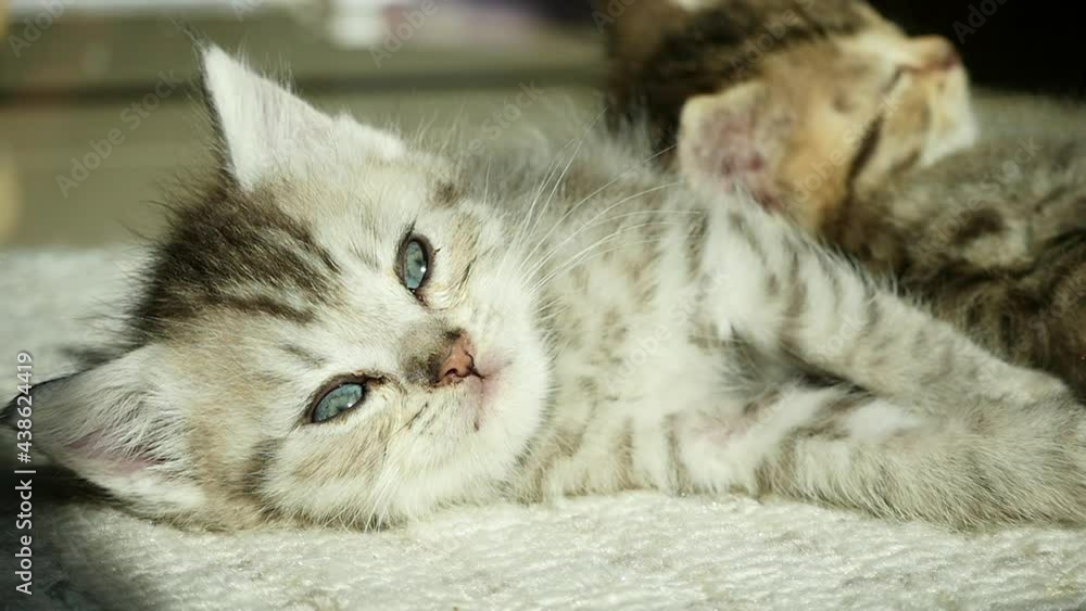 Cute Scottish Kitten Sleeping Under Sunlight Cute Scottish Kitten Sleeping Under Sunlight