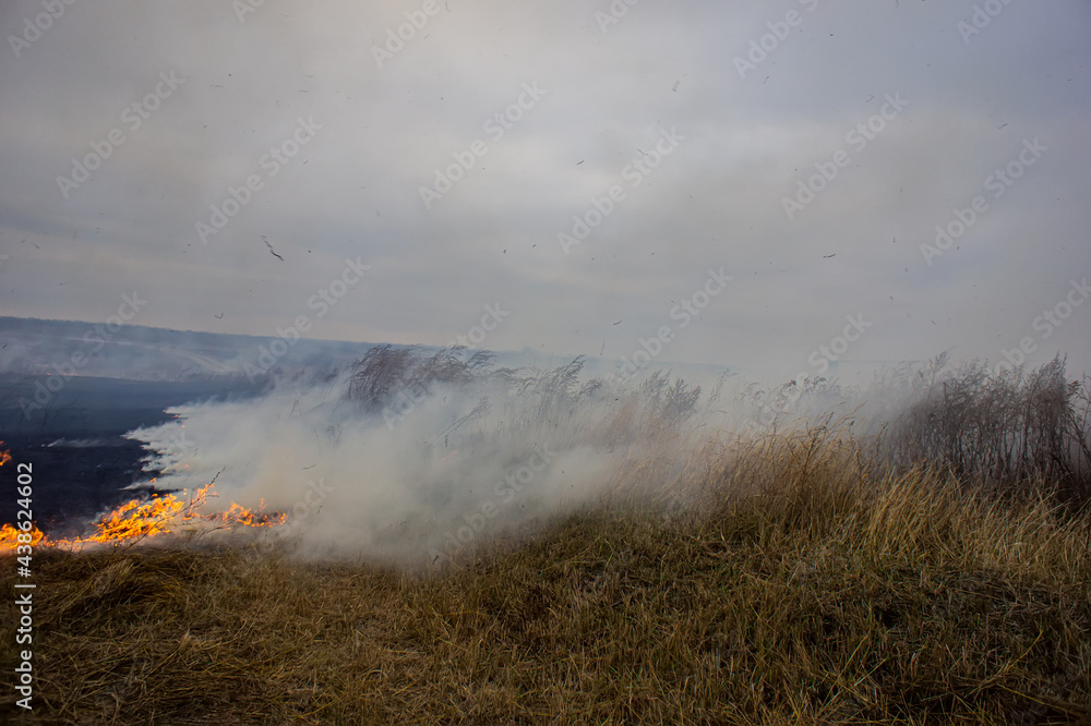 Dry grass is burning in the steppe, a strong wind intensifies the fire.