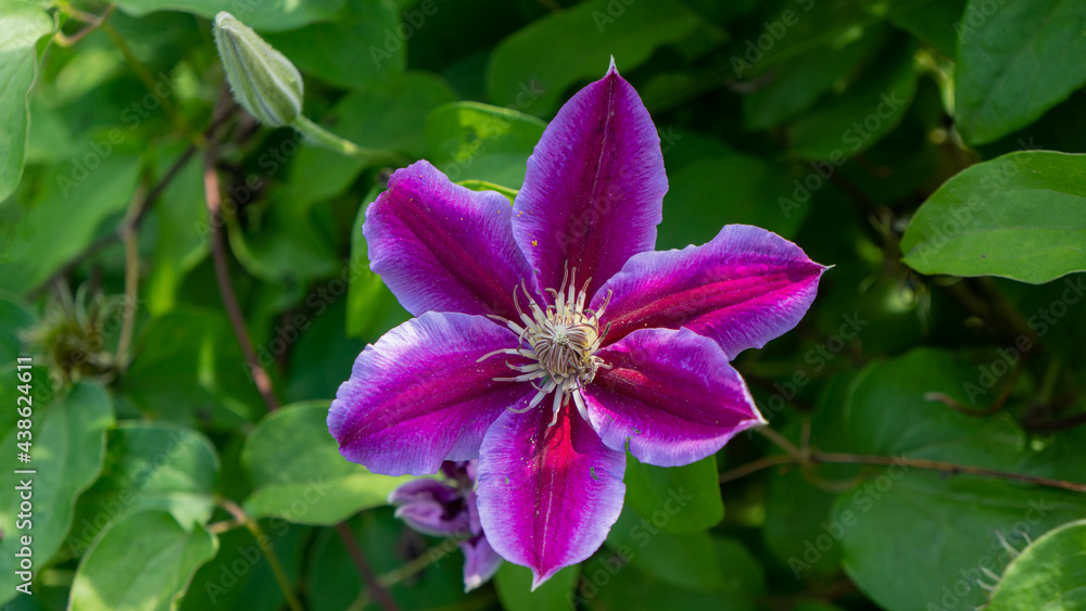 Blooming purple clematis flower on a background of green foliage, close-up. Blooming purple clematis flower on a background of green foliage, close-up.