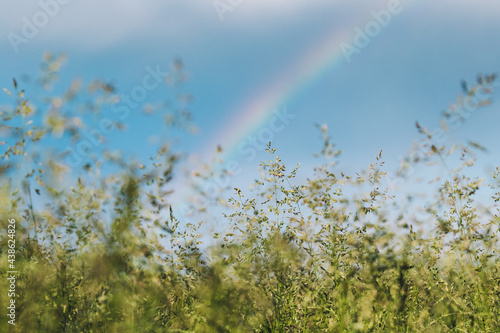 Green Grass Meadow Landscape In Summer Cloudy Day. Scenic Sky With Fluffy Clouds And Rainbow After Rain On Horizon