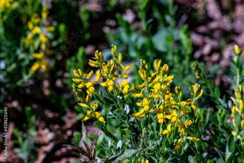 Genista tinctoria growing in the forest, close up	