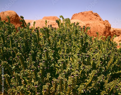 henbane, hyoscyamus muticus, poisonous, plant, nature, vegetation, poisonous plants, rocks, nightshade, solanaceae,  photo