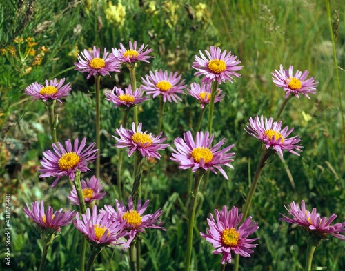 aster alpinus  alpine aster  meadow  mountain meadow  nature  botany  flora  plants  flowers  aster  alpine flowers  asteraceae  aster family  daisy family  ray flowers  bloom  purple  flowering  