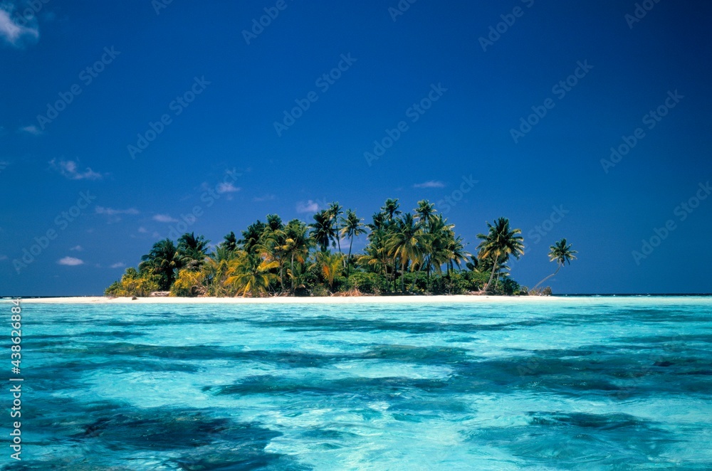 Fototapeta premium maldives, palm island, 