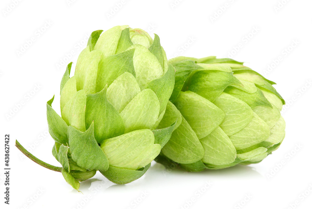 Two hop cones isolated closeup. Two hop cones isolated closeup.