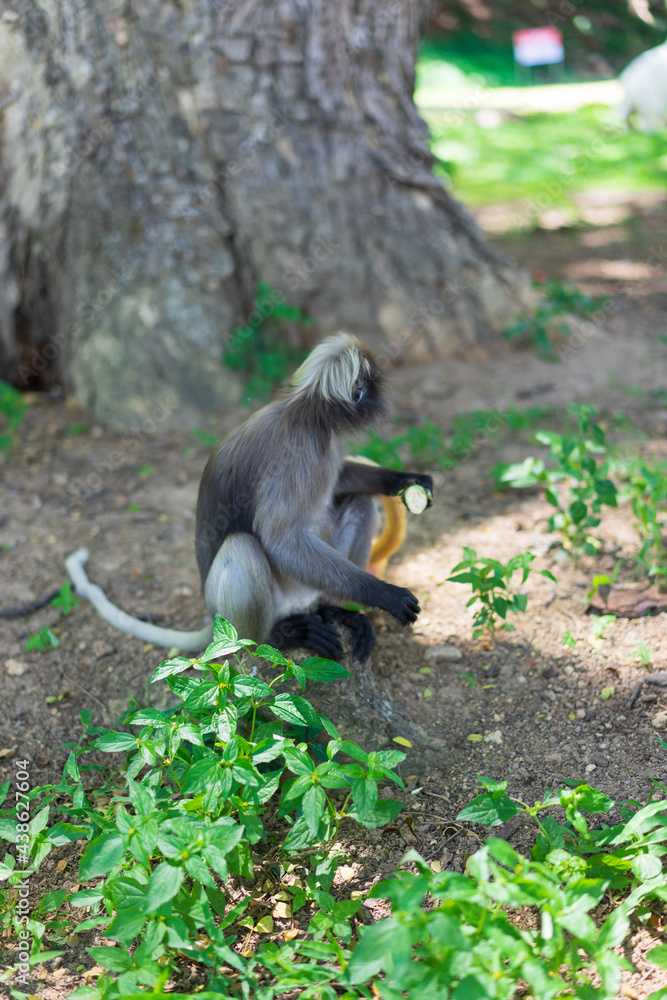 Obraz premium Dusky Langur monkey on ground