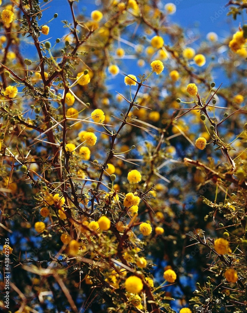 sahara, umbrella acacia, acacia, raddiana, flowers, thorns, africa ...