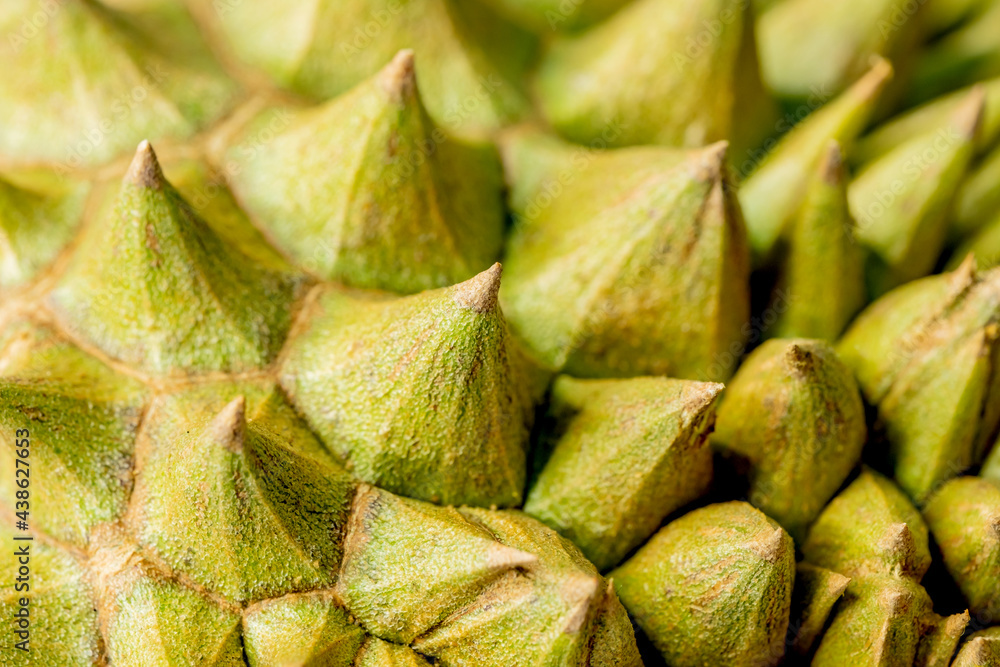 Durian mon thong is king of fruits durian. background. Durian mon thong is king of fruits durian. background.