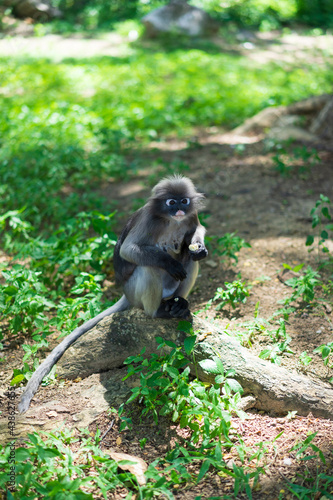 Dusky Langur monkey on ground © Thanakharn