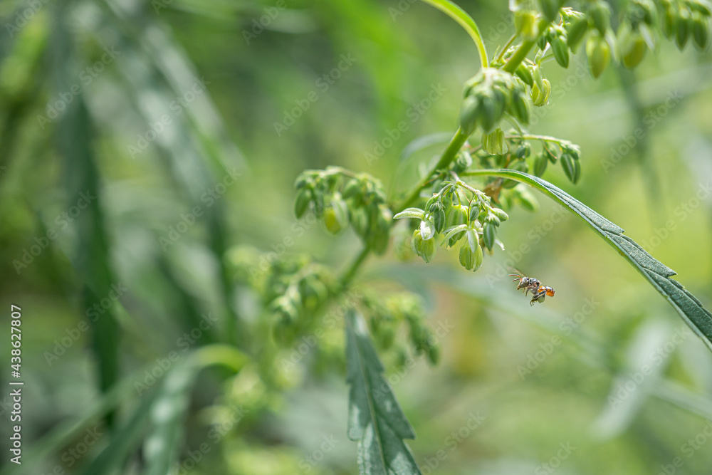 Fresh green cannabis leaves and male buds flower medicinal plant. Growing organic cannabis herb on the farm. Close-up photo. Textured marijuana leaves. Marijuana plantation for medical concept