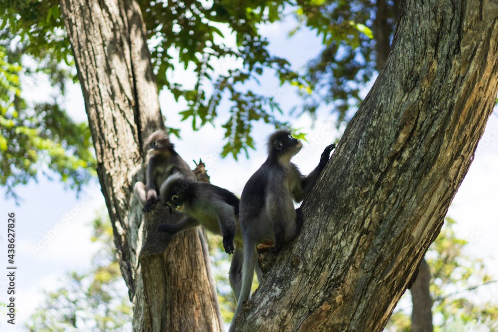Dusky Langur family on tree in Thailand. it's similar monkey Dusky Langur family on tree in Thailand. it's similar monkey