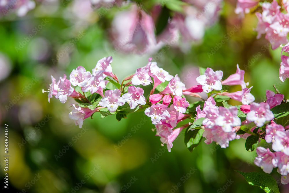pink weigela blooms in the Botanical garden
pink weigela blooms in the Botanical garden