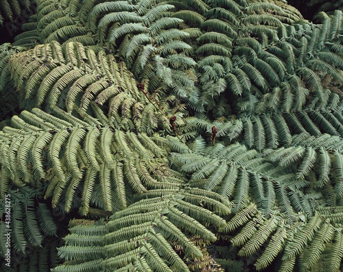new zealand, tree fern, cyathea medullaris, detail, plant, fern, nature, green, background,  photo
