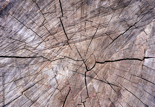 Close-up of sliced wood background. Tree rings old weathered wood texture with cracks