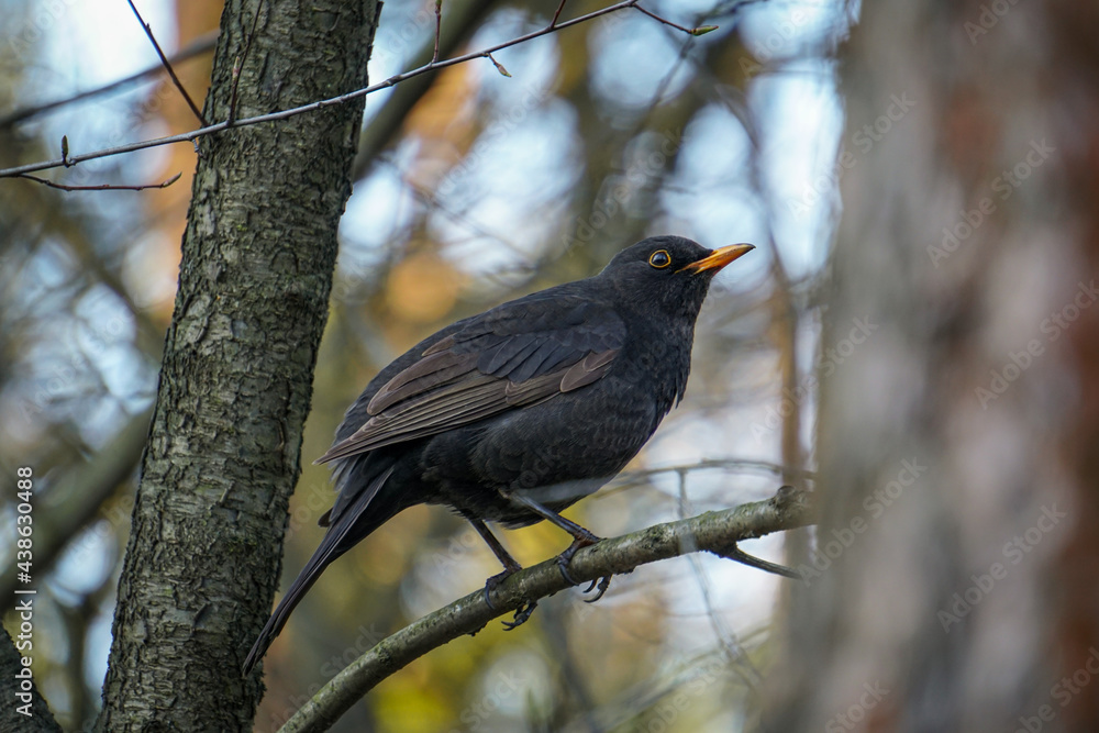 Blackbird (Turdus merula) waiting on a branch in the forest - obrazy, fototapety, plakaty 