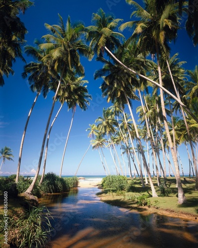 palm beach  stream  sea  