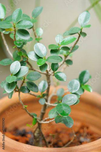 Ficus annulata in pot.it is commonly grown as an ornamental plant beautiful green leaves.