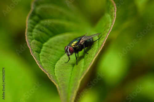 Green fly on a green leaf. Macrophotograph the insect