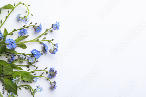 Beautiful blue forget-me-not flowers on white background, top view © New Africa