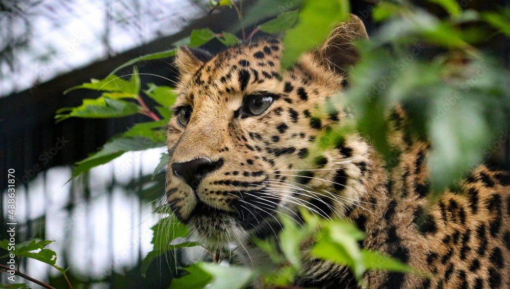 Naklejka premium close up of a leopard