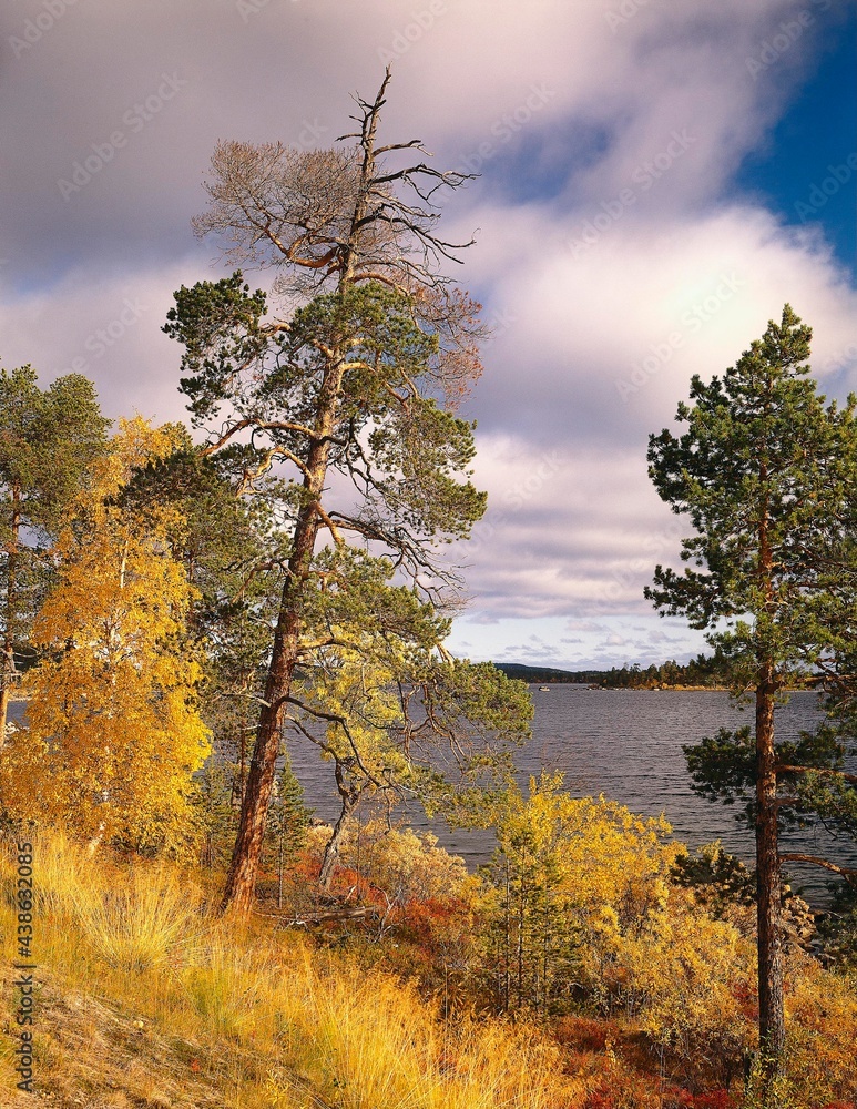 finland, lapland, lake inari, autumn, europe, northern europe, lake, landscape, nature, untouched, seasons, nobody, shore, lakeside, trees, autumnal, 