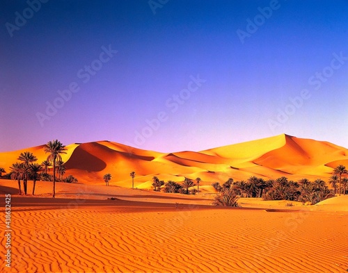 algeria  sahara  sand dunes  date palms  africa  north africa  desert  erg  dunes  sand  nature  vegetation  palms  heat  drought  dryness  oasis  landscape  