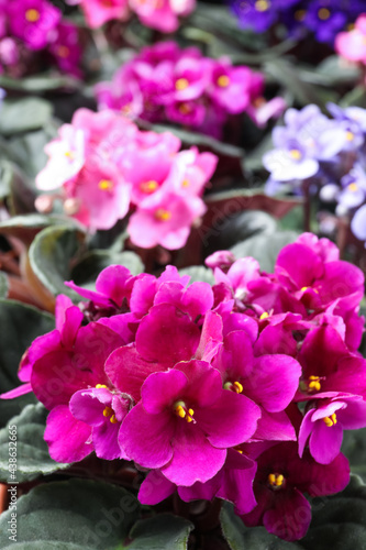 Fototapeta Naklejka Na Ścianę i Meble -  Beautiful blooming violets as background. Plants for house decor