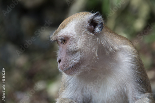 Asian Macaques in Batu Caves in Malaysia 